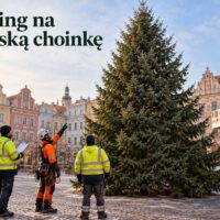 Pracownicy oceniający dużą choinkę na miejskim rynku
